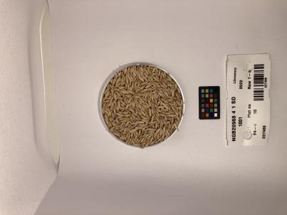 Click for 1 image(s) for this accession. SEED